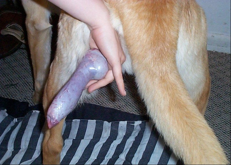 dog dick dog dick dog dick video porn library